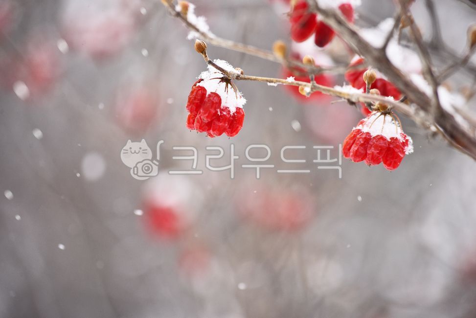 snow scene,winter background,nature,fruit,tree fruit,ice,winter snow,snowy day,snow falling,Cornus officinalis fruit,red,Cornus officinalis,outdoors,background,season,edible,medicinal plants