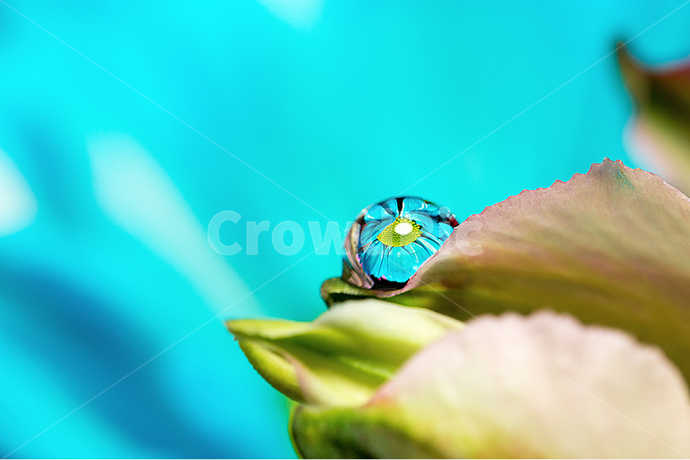 물방울,꽃,물방울접사,감성사진,근접촬영,식물,자연,plants,nature,꽃,flower,색깔,색상,색채,색감,color sense,color sensitivity,feeling of color