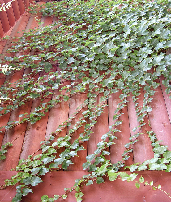 담쟁이,식물,꽃,녹색,초록,식물,자연,plants,nature