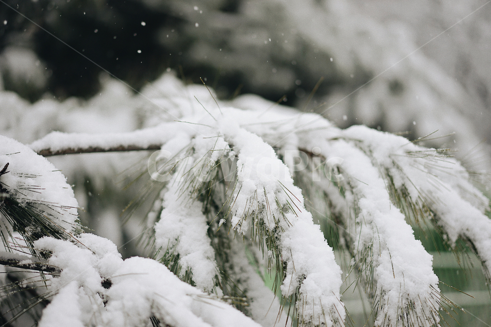 눈,나무,겨울,계절,snow,winter,겨울,계절,winter,season