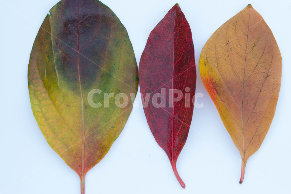 노랑,주황색,잎,계절별,계절,노화,갈색,시즌,배경,단풍,가을,낙엽,leaf,plant,식물,가을,계절,fall,autumn,season