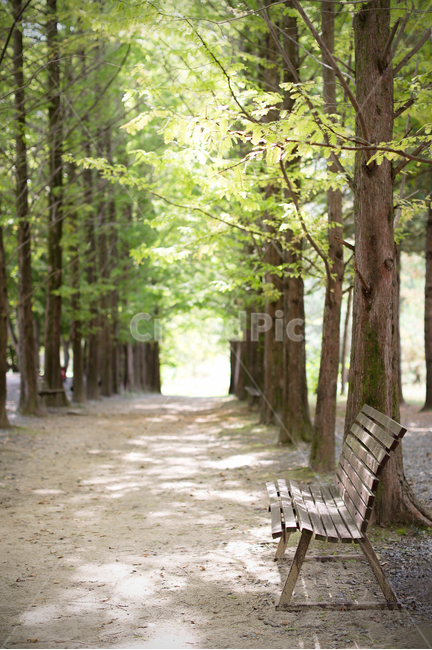메타세콰이어,벤치,공원,휴식,의자,자연,풍경,nature,landscape,한국자연풍경,한국자연경관,korea nature landscape,furniture,가구,bench