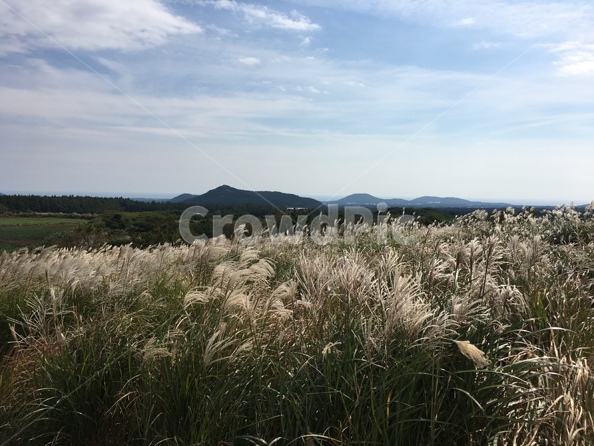 갈대,억새,제주도,풍경,가을,가을풍경