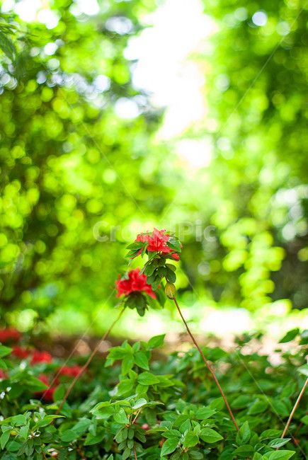 컬러,꽃,flower,여름,감성