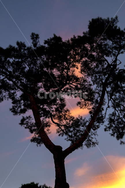 나무,실루엣,sky,tree,landscape,배경화면,식물,자연,plants,nature,나무,trees,wood,실루엣,그림자,silhouette,shadow