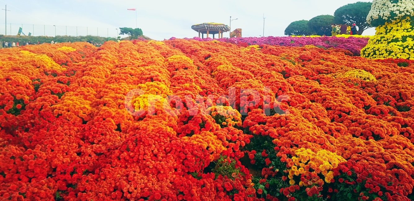 식물,꽃,꽃밭,plant,flower,nature,자연,자연경관,가을,자연,풍경,nature,landscape
