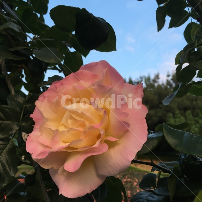 장미,화단,하늘색,초록색,rose