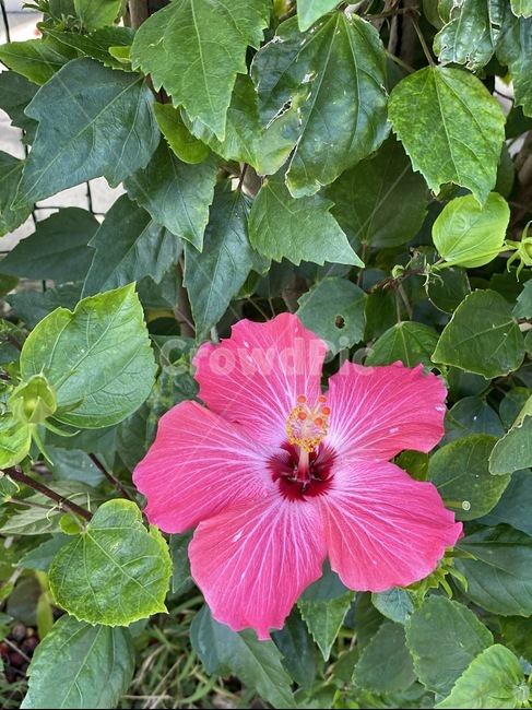 plant,식물,꽃,히비스커스,hibiscus,식물,자연,plants,nature,꽃,flower
