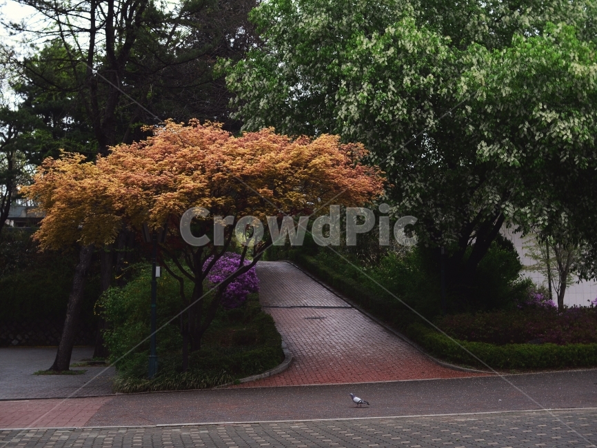 어린이대공원,서울,비오는날,봄,봄비,식물,자연,plants,nature,나무,trees,wood