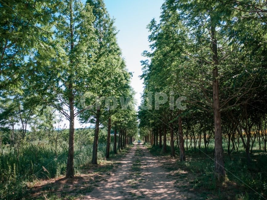 풍경,자연,스냅,산책,나무,자연,풍경,nature,landscape,식물,plants,나무,trees,wood,tree,plant