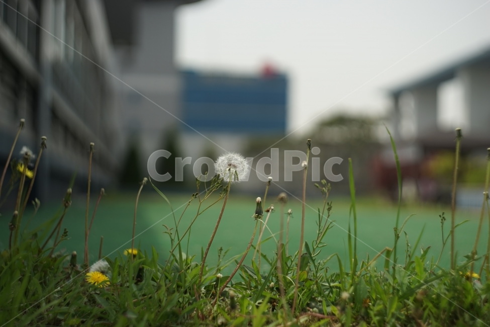 꽃,flower,식물,plant,풍경,landscape,민들레,봄,spring,계절,season,자연,생동감,fresh,nature,감성,길거리,street,식물,자연,plants,nature