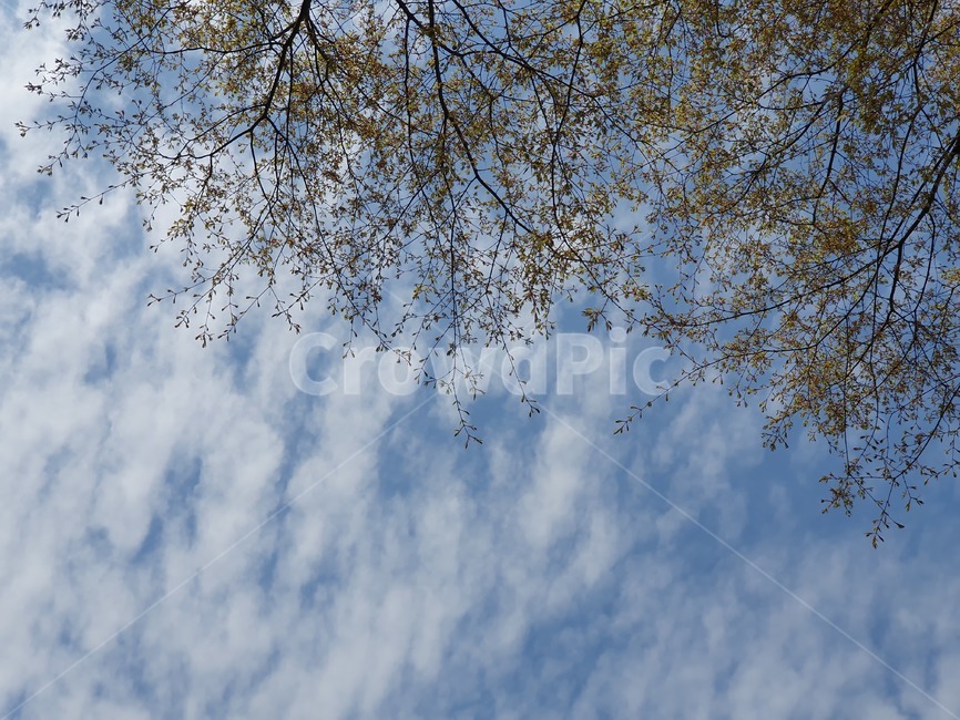 나무,하늘,구름,봄,sky,자연,풍경,nature,landscape,tree,plant,식물