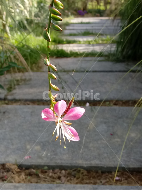 자연,식물,꽃,plant,flower,blossom,식물,자연,plants,nature,꽃,flower