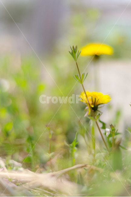 plant,식물,민들레,감성사진,봄,노란꽃,자연,봄꽃