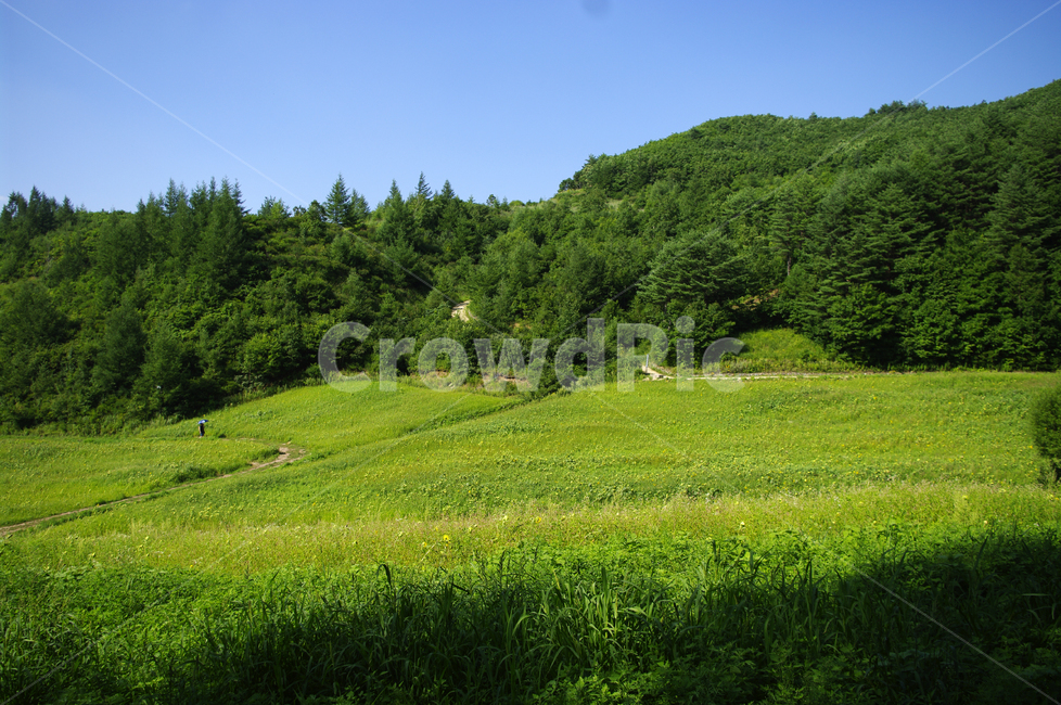 풍경,자연,초록,여름,식물,나무,산,들,목초지,nature
