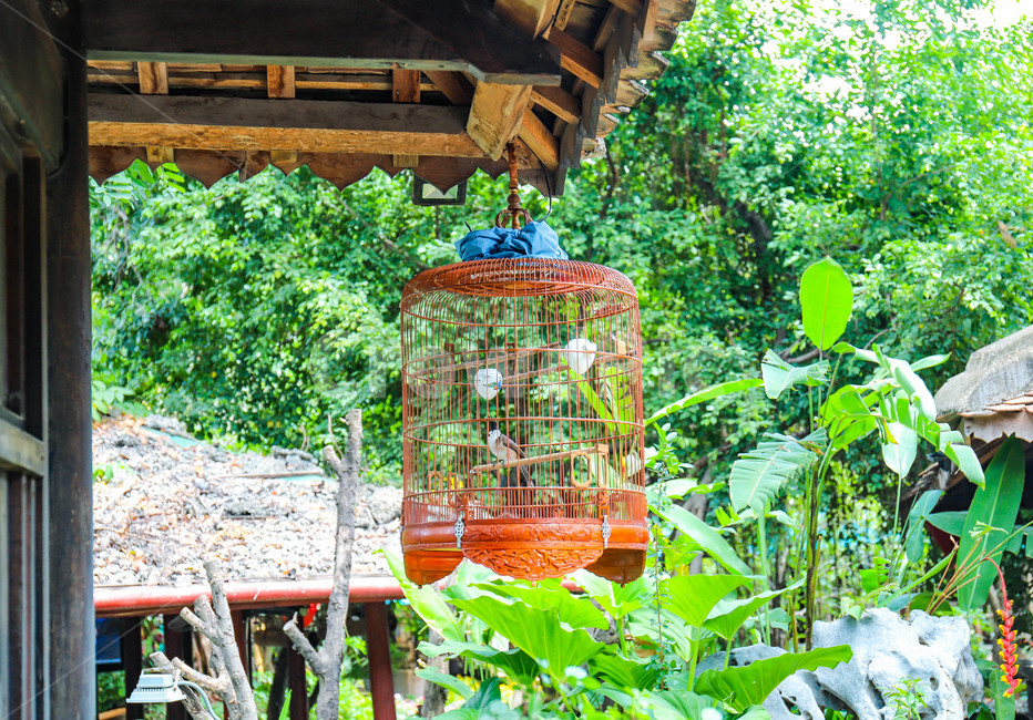 새,새장,풍경,자연,bird,scenery,green