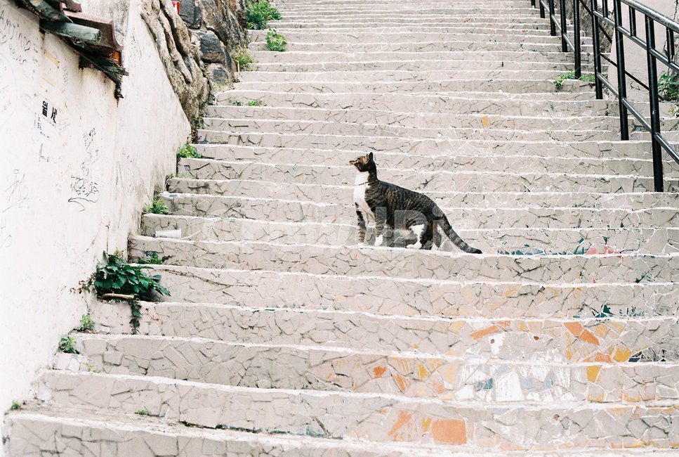 고양이,이화마을,계단,동물,길거리,animal,cat,streetcat,stairs,flagstone,판석,path,통로,walkway,보도,동물,animal,포유류,mammal,고양이,cat,kitten,kitty