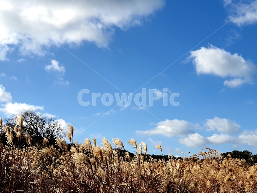 갈대,하늘,구름,파란,길,가을,계절,fall,autumn,season