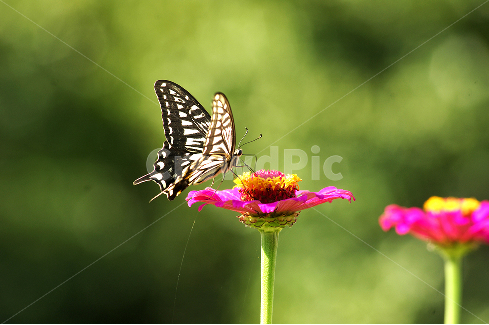 동물,식물,꽃,백일홍,나비,식물,자연,plants,nature,꽃,flower,동물,animal,곤충,벌레,insect,bug