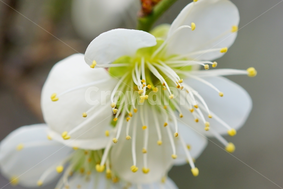 매화,봄,꽃,들,매실,식물,자연,plants,nature,꽃,flower