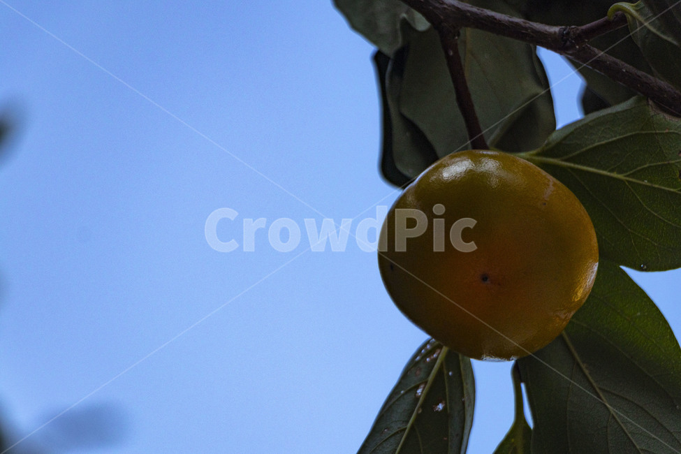 감,감나무,감나무열매,감열매,persimmon,persimmontree,홍시,과일,열매,fruit