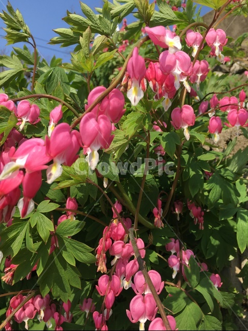 plant,식물,blossom,flower,꽃,식물,자연,plants,nature,꽃,flower
