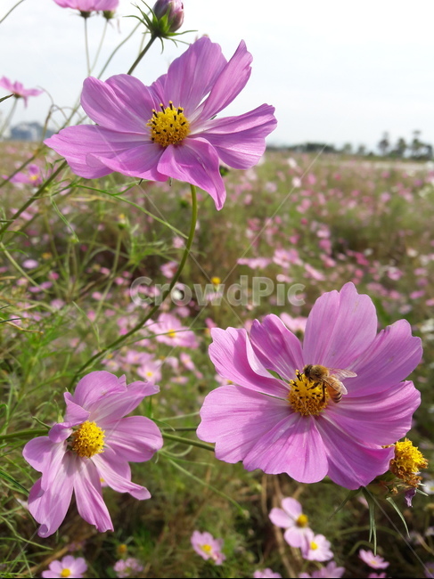 꽃,flower,가을꽃,코스모스,cosmos,식물,plant,꽃잎,petal