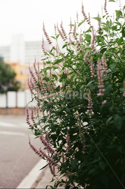 늦여름,가을,꽃,plant,식물,필름사진
