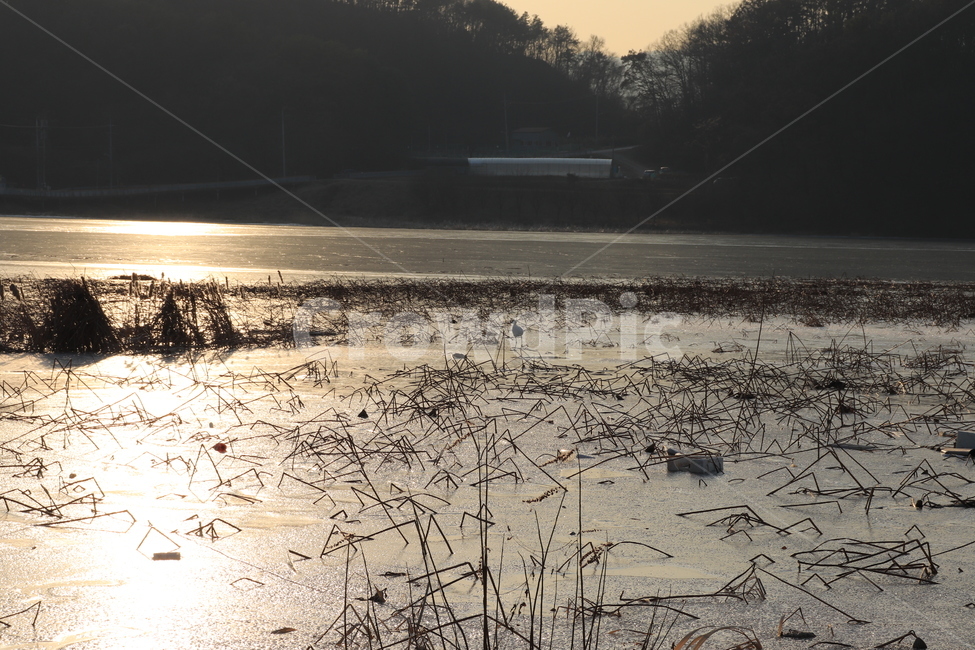 갈대,팔당물안개공원,겨울호수,한국겨울,노을,산,겨울,계절,winter,season,자연,풍경,nature,landscape,ground,바닥