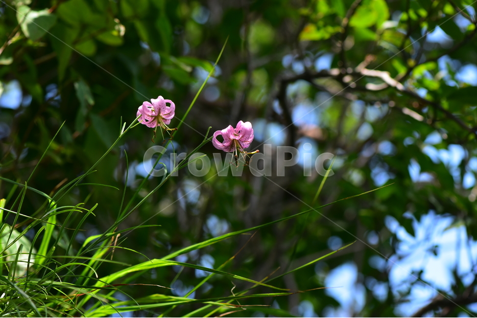 솔나리,야생화,식물,자연,꽃,생태,힐링,플라워,wildflower,flower,plants,nature,season,감성,느낌,emotion,feeling,백합목,백합과,여름,백합속,분홍색,여러해살이풀,식물,자연,plants,nature,꽃,flower