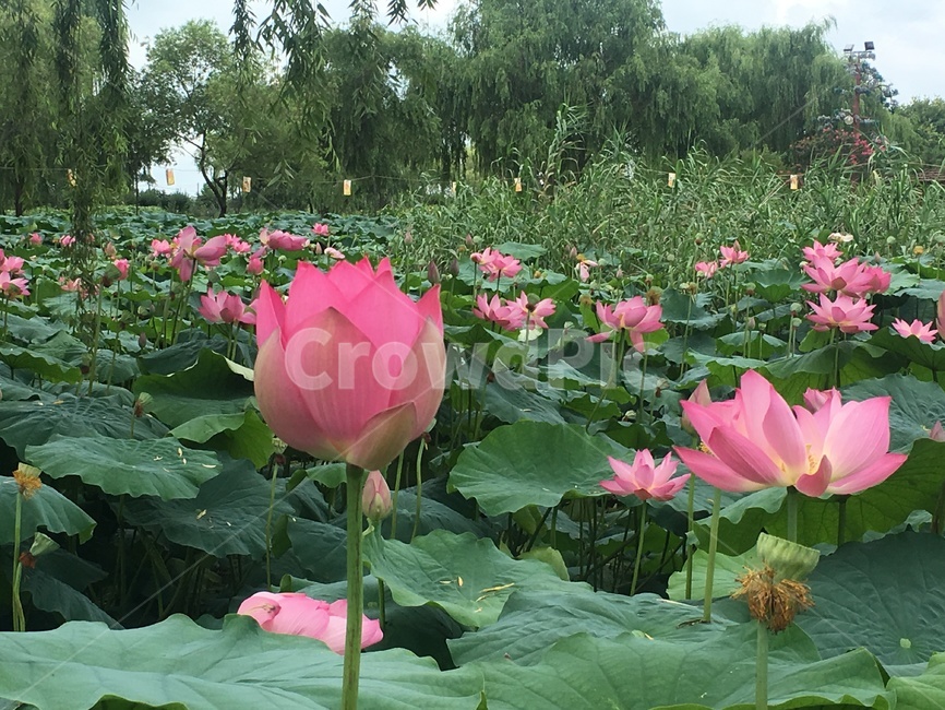 연꽃,분홍색꽃,분홍색,궁남지,꽃,수련,연잎
