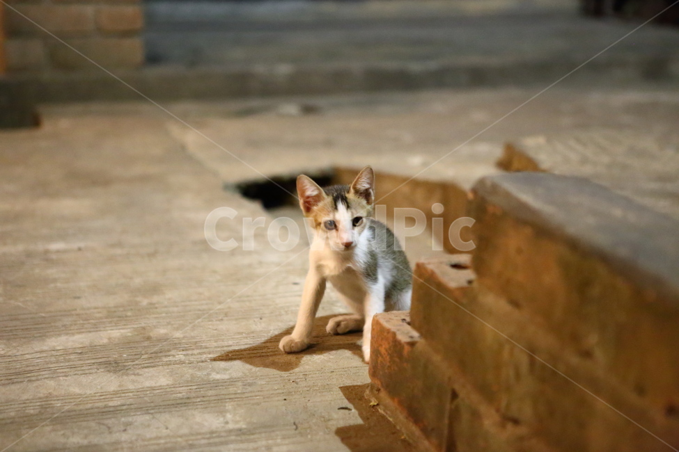 고양이,동물,귀여운고양이,먹이,가족,동물,animal,포유류,mammal,고양이,cat,kitten,kitty