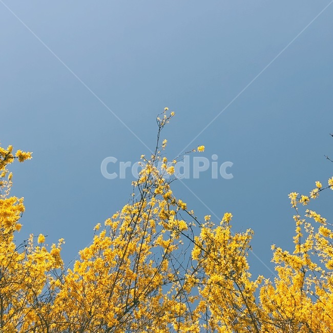 개나리,봄,꽃,하늘,벚꽃,아름다움,식물,자연,plants,nature,꽃,flower