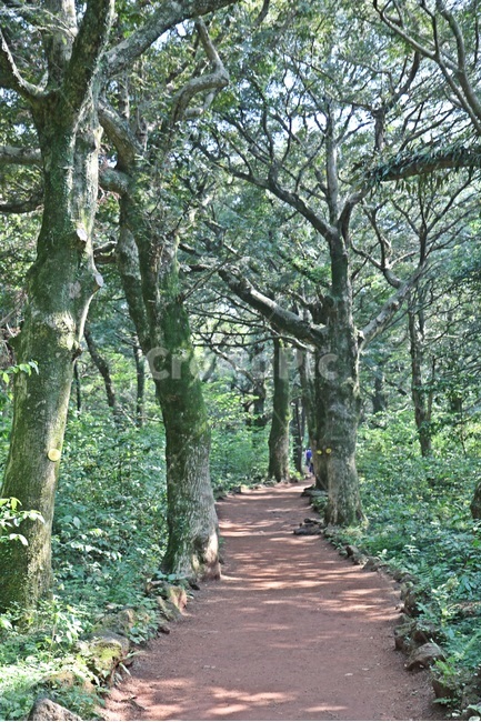 제주도,비자림,bijarim,bijarimforest,jejuisland,자연,풍경,nature,landscape,한국자연풍경,한국자연경관,korea nature landscape,식물,plants,나무,trees,wood,휴식,힐링,rest,relaxation,healing,plant,tree,path,통로,garden,정원,outdoors,옥외,arbour,정자,tree trunk,나무 줄기