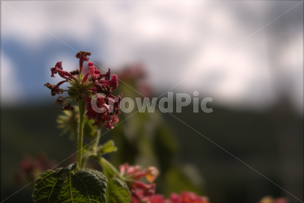 꽃,봄,계절,화분,야생화,여름,flower,식물,자연,plants,nature,꽃,flower