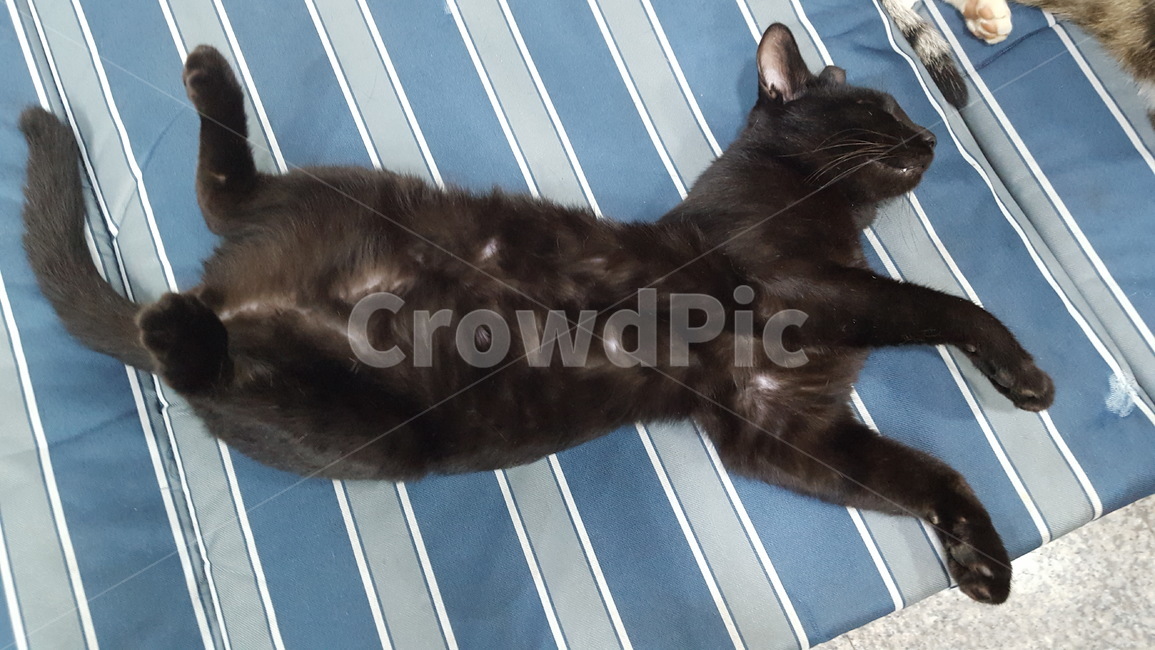 cat,고양이,길냥이,검정고양이,애완동물,동물,animal,포유류,mammal,고양이,cat,kitten,kitty