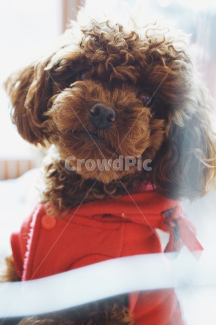 애완동물,pet,반려견,강아지,개,dog,animal,puppy