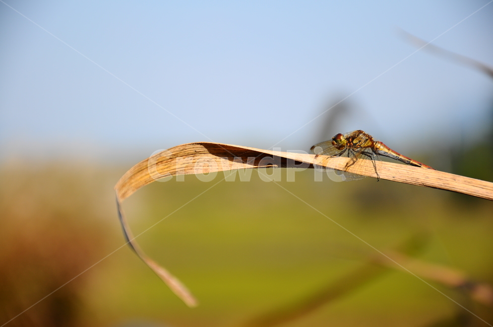 잠자리,가을,노란,우포늪,접사,동물,animal,곤충,벌레,insect,bug