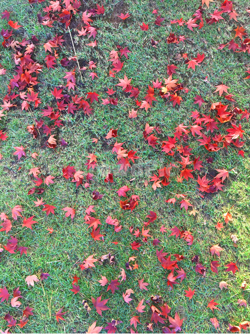 자연,풍경,가을,계절,낙엽,붉은단풍,가을,계절,fall,autumn,season