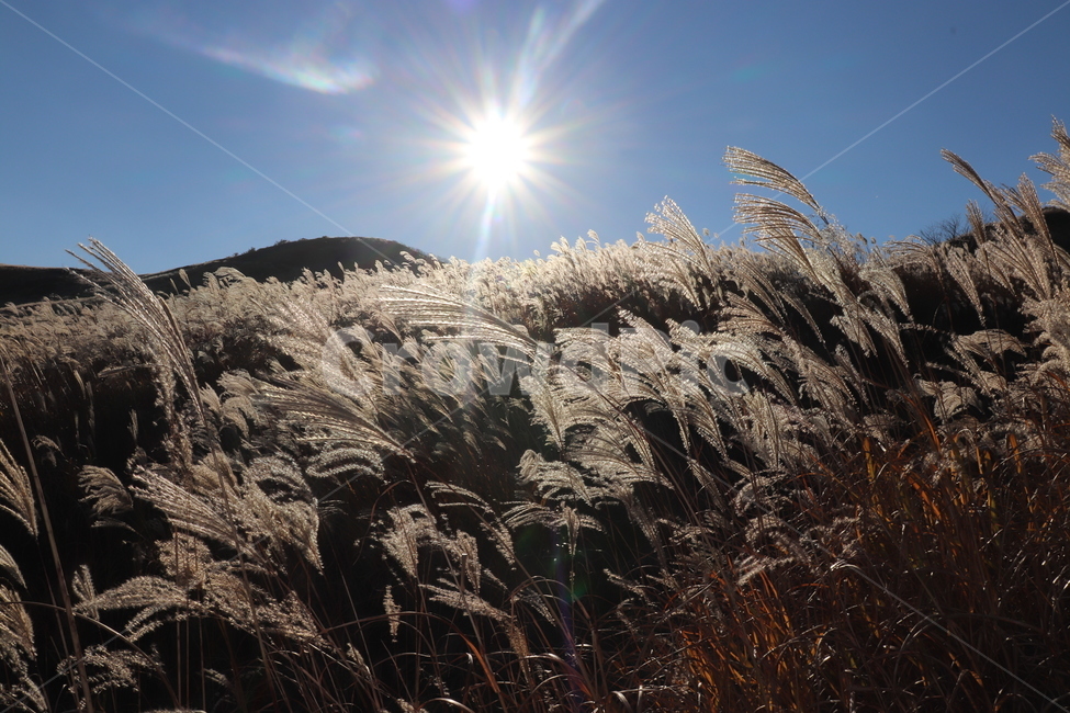 식물,갈대,자연,태양,가을,가을,계절,fall,autumn,season,grass,잔디,plant,lawn,reed
