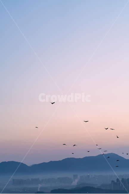 새,산,일출,하늘,건물,sky,landscape,자연,풍경,nature,landscape,한국자연풍경,한국자연경관,korea nature landscape,animal,동물,bird,flock,대군