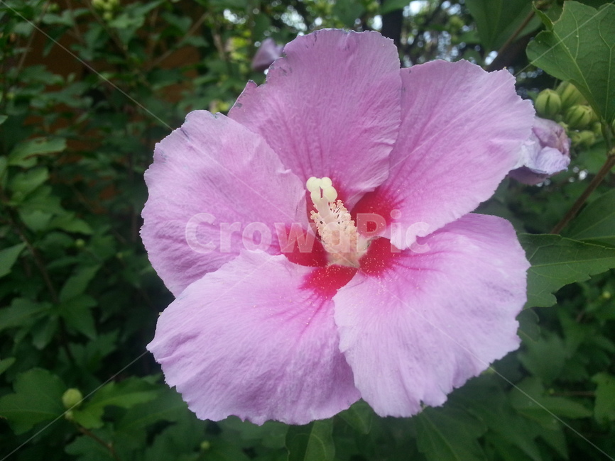 식물,flower,꽃,무궁화,우리나라꽃