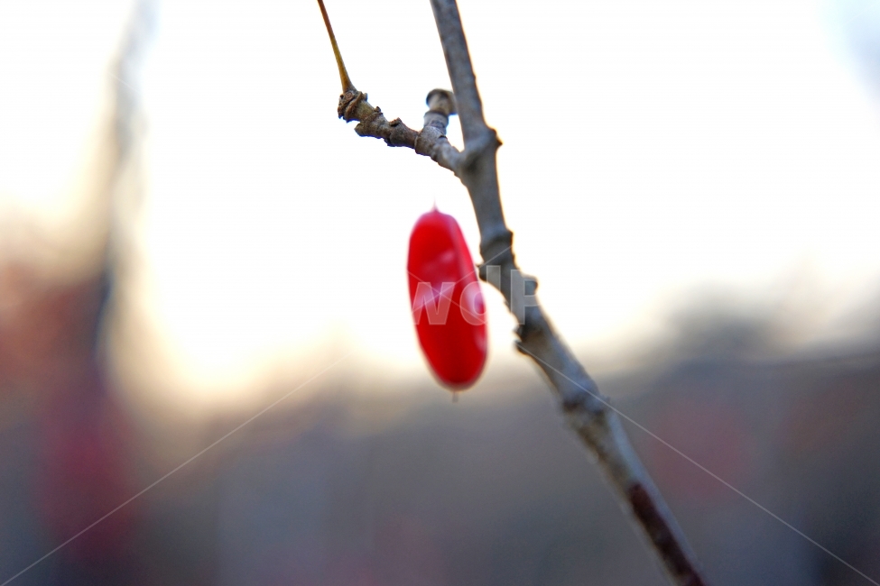 산수유,건강,가을,열매,이미지,과일,열매,fruit