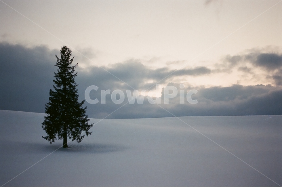 홋카이도,비에이,크리스마스나무,왕따나무,필름사진,겨울,계절,winter,season,자연,풍경,nature,landscape,해외,외국,세계,foreign,oversea,world,세계자연풍경,해외자연풍경,외국자연풍경,world nature landscape,식물,plants,나무,trees,wood,감성,sensible,feeling,tree,plant,abies,아비,fir,전나무