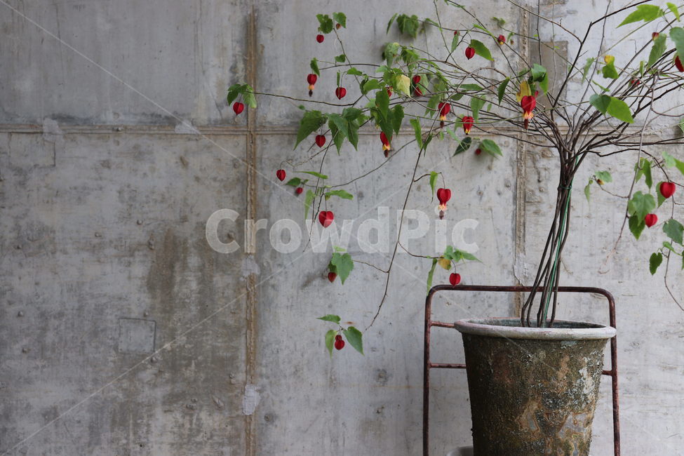 회색벽,인테리어,식물,식물인테리어,꽃,화분,저녁,빈티지,밤,감성,자연,plants,따뜻함,식물,자연,plants,nature
