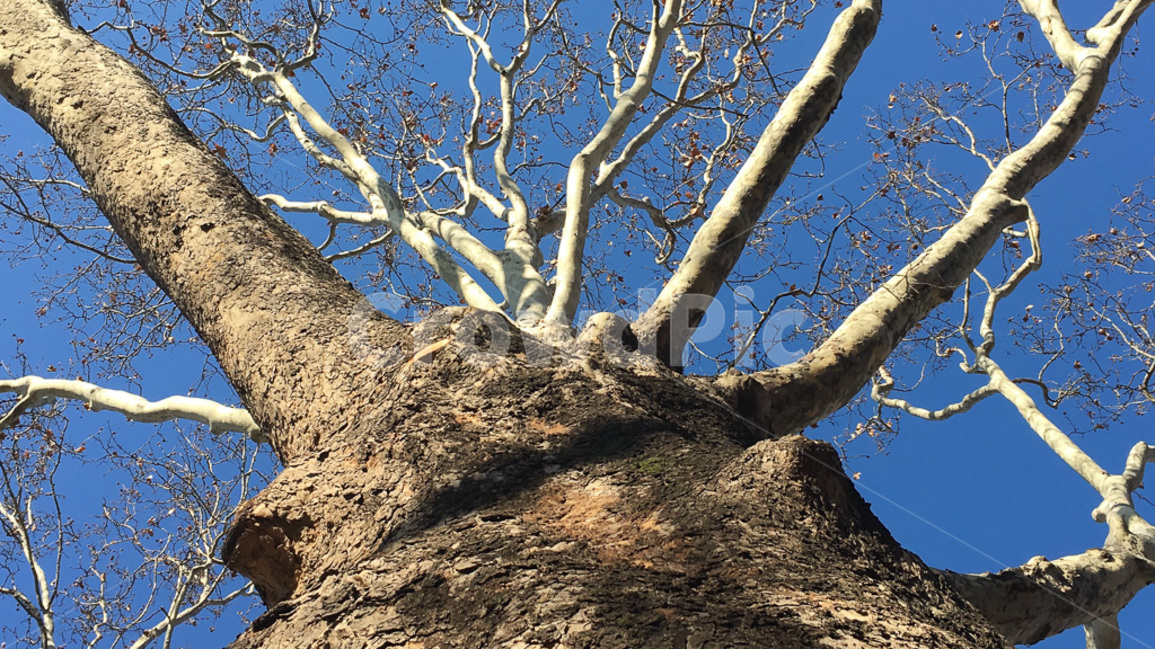 나무,하늘,감성,일상,가지,겨울,계절,winter,season,식물,자연,plants,nature,나무,trees,wood