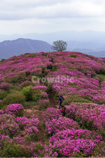 황매산,철쭉,길,하늘,하늘정원,나무,한구루,꽃길,자연,풍경,nature,landscape,식물,plants,꽃,flower,사람들,대중,군중,other people,crowd,outdoors,옥외