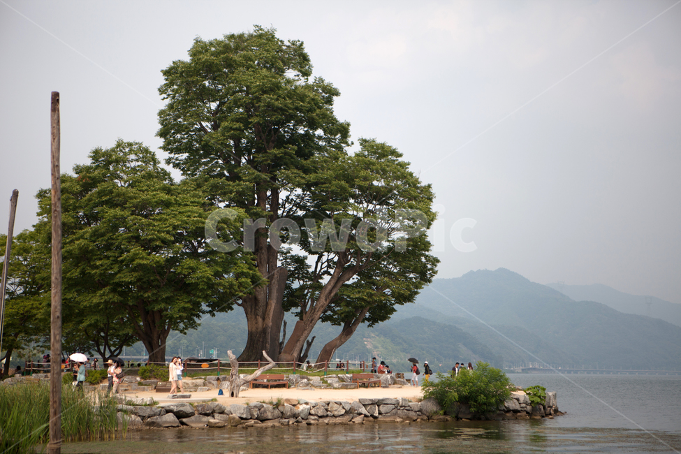 nature,outdoors,양평,두물머리,나무,풀,강,자연,봄,여름,나루터,고목