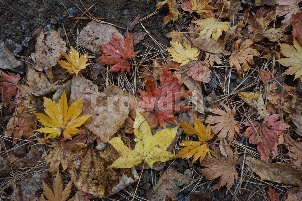 잎,leaf,식물,나뭇잎,가을,단풍,노란색,가을,계절,fall,autumn,season,식물,자연,plants,nature,plant,tree,나무