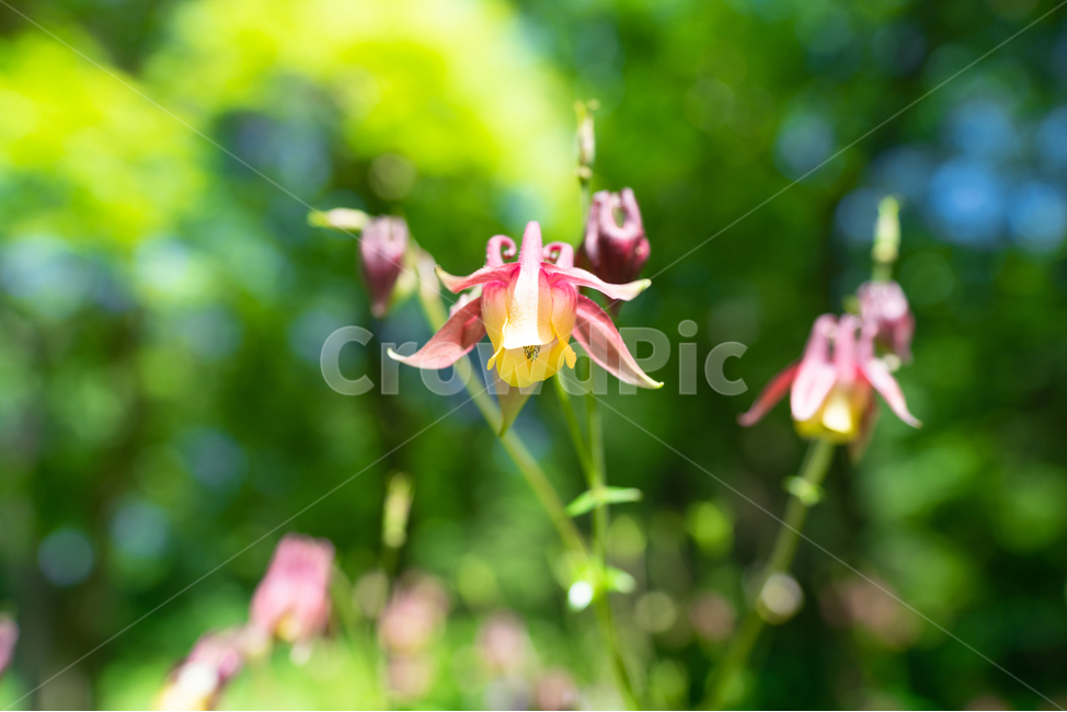 꽃,flowers,풀,식물,plant,식물,자연,plants,nature,꽃,flower